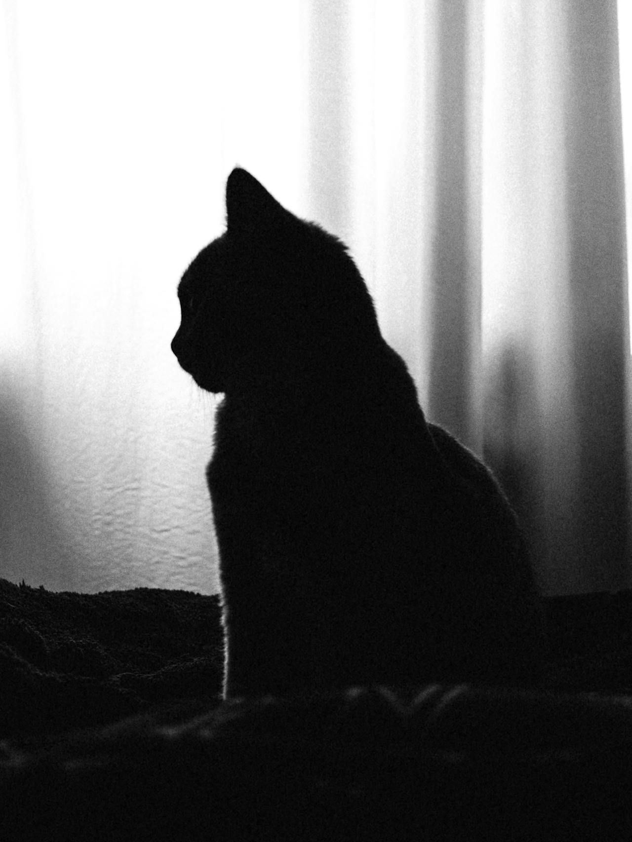 Black Cat rockynana